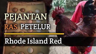 Ayam Petelur RIR  Untuk Cetak Ayam Petelur Mandiri 💯 [upl. by Nennerb105]