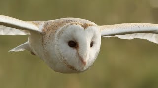 Graceful Barn Owl Hunting in the Daytime  BBC Earth [upl. by Lirba374]