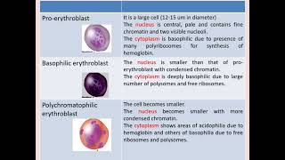 Histology Hematopoiesis [upl. by Eltrym]