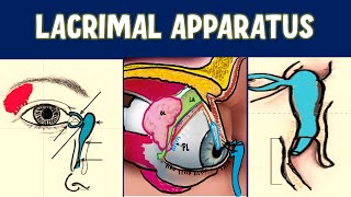 LACRIMAL APPARATUS Anatomy Explained [upl. by Eciryt973]