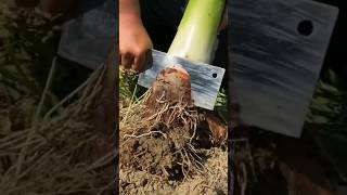 CuttingEdge Farming Techniques in Action 🌱 farming plants shorts [upl. by Dare]