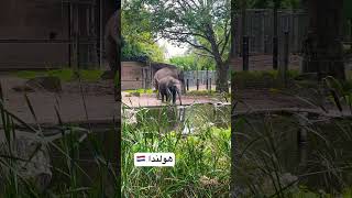 nederlands روتردام zoo rotterdam [upl. by Oicnedif]