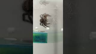 Jumping Spider Wiggles Pedipalps [upl. by Schroder]