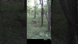 When Ya Gotta Go Ya Gotta Go 942024 shorts trailcam deer fawn [upl. by Elyod896]