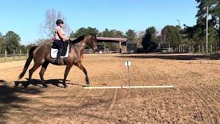 Sarah Mills on Ojos de Fuego riding Training 2 [upl. by Westleigh]