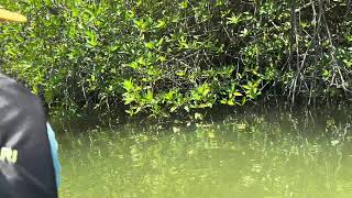 Madu river boat safari  Madu Ganga  River safari  Mangroves  Galle Sri Lanka [upl. by Onitnatsnoc843]