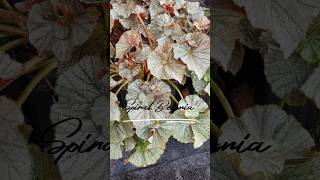 begonia spiral begonia plants garden plantlovers shorts shortfeed shortvideo [upl. by Mendy]