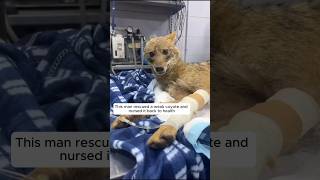 This man rescued a weak coyote and adopted it animalshorts shortvideo [upl. by Hannie59]