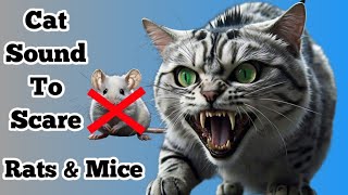 Cat Sounds To Scare Mice  Sound Rats Hate [upl. by Lairea]