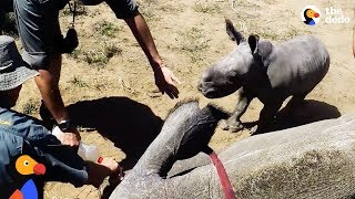 Baby Rhino Protects Mother and Supervises Her Care  The Dodo [upl. by Chew]