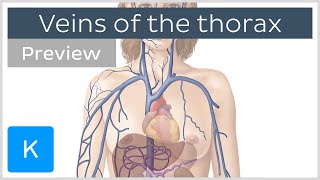 Veins of the thorax preview  Human Anatomy  Kenhub [upl. by Ahsitan122]