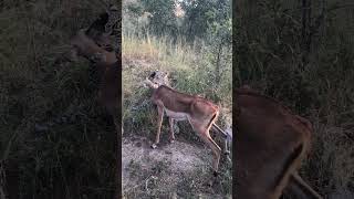 Leopard Cub taking down Impala and stole by Hyenas on safari  wildlife [upl. by Anuaik103]