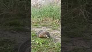 Marmota Caminando En BaieComeau [upl. by Minsat]