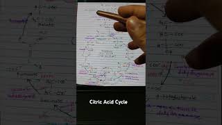 The Citric Acid Cycle Brief Summary 😊 [upl. by Anoblav378]