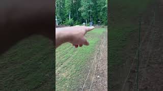 Seed Renovation Update  Seeded Zenith Zoysia  20 Day Update [upl. by Rezal]