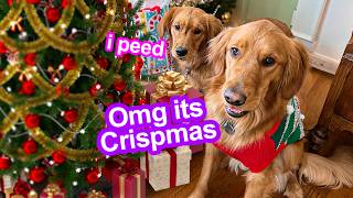 Celebrating My Dogs First Christmas ADORABLE 😍 [upl. by Tisman984]