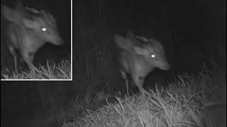 Mysterious fourlegged creature spotted at Bristol Zoo leaves experts baffled [upl. by Kutzer511]