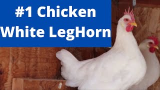 White Leghorn chickens  Best Egg Layers [upl. by Enelime]