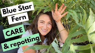 Blue Star Fern Care and Repotting  MASSIVE FERN [upl. by Atila]