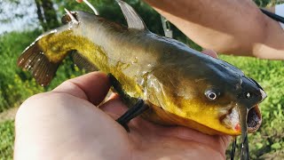 Flathead Catfishing with JUMBO LIVE Bullheads Big Fish [upl. by Evans]