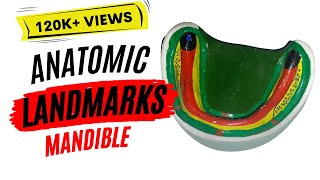 Anatomic landmarks in the mandible [upl. by Nage234]