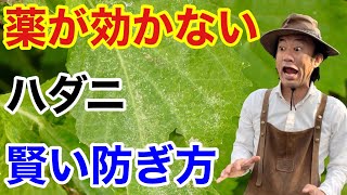 【爆殖注意！】ハダニの効果的な退治の仕方教えます 【カーメン君】【園芸】【ガーデニング】【初心者】【害虫】 [upl. by Ania]