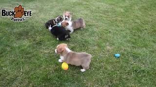 Cuddly Welsh Corgi Puppies [upl. by Gould]