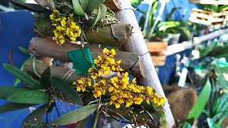 Onde cultivo minhas meninas E floração da orquidea oncidium pumilum  JD Orquídeas [upl. by Morette265]