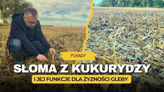 Słoma z kukurydzy Jak wpływa na żyzność gleby Porady prof Szczepaniaka  epole [upl. by Nadeau]