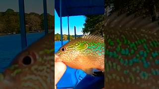 GORGEOUS Longear Sunfish Catch On Live Worms 🐟🐟🐟 Shorts Fishing [upl. by Argile650]