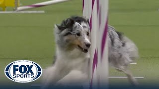 Bee the Shetland Sheepdog wins the 16quot class at WKC Masters Agility  Westminster Kennel Club [upl. by Annavahs]