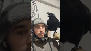 animal commonraven raven ravenbird воронгоша birds animals funny [upl. by Mccafferty]