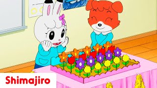 Playing Shop at School 🥨🌷🍎  Full Episode 105  Shimajiro [upl. by Atteyek]