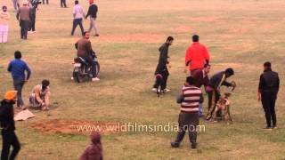 Greyhound dog race at Rural Olympics Kila Raipur [upl. by Terina]