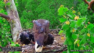 Little Miami Conservancy Bald Eagle 14052024 1500 [upl. by Amasa]