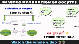 In vitro maturation of oocytes ll biology ll [upl. by Aehsal321]