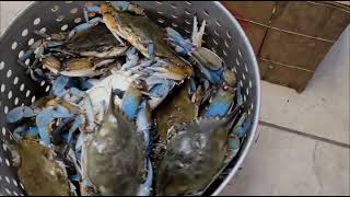 Captivating Live Blue Crabs [upl. by Eudo]