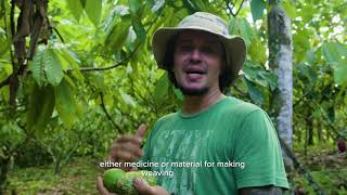 Exploring the Future of Permaculture Cacao Plantations amp Water Flow Design [upl. by Remot]