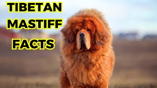 Tibetan Mastiff  Top 10 Interesting Facts [upl. by Oakman37]