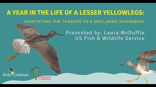 A Year in the Life of a Lesser Yellowlegs [upl. by Joshia]