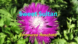 Flowering annuals Centaurea moschata Sweet Sultan [upl. by Pisarik]