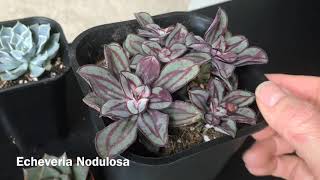 Echeveria Propagation and My Echeveria Collection Update March 2019 [upl. by Alegnatal]