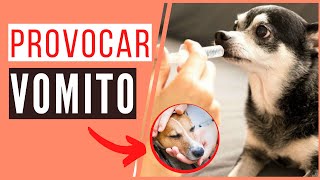 Como Fazer o Cachorro Vomitar em 15 Minutos Melhor Maneira  Veja [upl. by Anabal675]