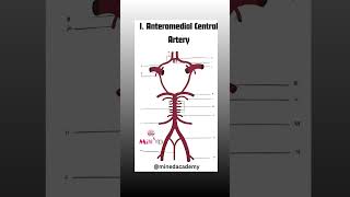 CIRCLE OF WILLIS [upl. by Erdnassak]