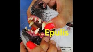 Epulis gum tumour in a 10yearold Spitz Pt 12 [upl. by Akimihs]