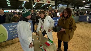 Pencampwriaeth Defaid Prydeinig  British Native Breed Sheep Championship [upl. by Nikolai]