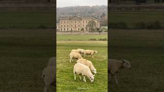 Autumn in Beautiful Chatsworth House Estate Derbyshire shorts peakdistrict derbyshire autumn [upl. by Idnarb]