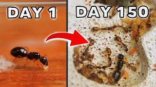 SIMULATING AN ANT COLONY FOR 150 DAYS  SUGAR ANTS [upl. by Miuqaoj574]