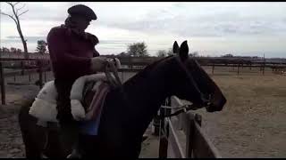 Domadores de Caballos Cria Polo Argentino PROCESO COMPLETO “Domando en La Pampa” [upl. by Ruddie351]