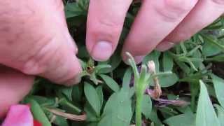 How to Collect Petunia Seeds [upl. by Edgard]